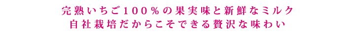 完熟いちごジェラードメインコピー