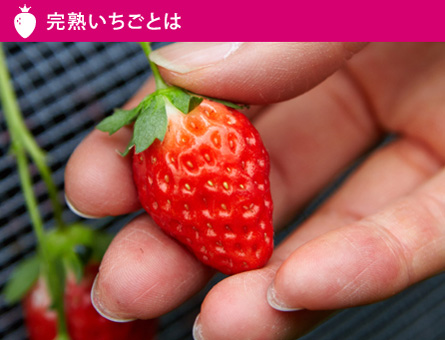 完熟いちごban