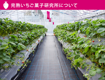 完熟いちご菓子研究所ban